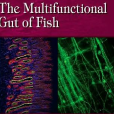 The Multifunctional Gut Of Fish