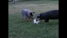 Собака и свинья играют с футбольным мячом.   Cattle Dogs and Pig with a Soccer Ball.