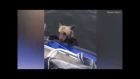 Fishermen rescue two drowning wild brown bear cubs from a Russian lake