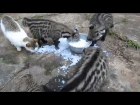 African Civet Cats' Feeding Frenzy