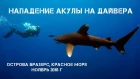 Нападение акулы на дайвера. Oceanic white tip shark attack. Brothers Islands, Red Sea