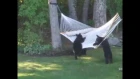Mama bear and cubs take on Warren woman's hammock