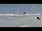 Dog Chase Tiger Shark - Paws vs Jaws - Dog Chases Sharks