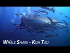 Whale shark - The Gentle Giants of the Deep - Koh Tao Thailand