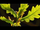 Time Lapse Of Growing Trees/ Plants in the Spring Forest /The Magic Of Nature