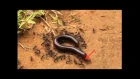 Daisy chain blue ants killing giant millipede in Cambodia! - ORIGINAL