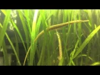Microphis Deocata Breeding Dance Full 10 minutes of Display Freshwater Pipefish India Rare Oddball