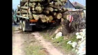 Tatra 148 pulling old tree trunk