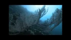 Serj Tankian - Orca Act II - Oceanic Subterfuge - Official Video