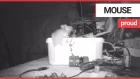 House-proud mouse caught on camera tidying garden shed | SWNS TV
