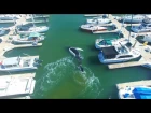 AERIALS Large HUMPBACK WHALE Confused Or Lost In Ventura Marina 4K