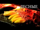 Дикая кухня - КАМЕННАЯ СКОВОРОДА | Hot Stone Cooking lbrfz re[yz - rfvtyyfz crjdjhjlf | hot stone cooking