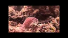 Психоделическая рыба-лягушка / Psychedelic Frogfish / Histiophryne psychedelica