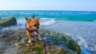 На море с собакой / Saphir Hotel / Turkey Alanya Konakli / Чихуахуа Малина на море