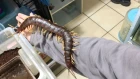 Giant Pet Centipede Crawls All Over Its Owner