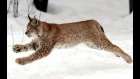 РЫСЬ ЛОВИТ БЕЛКУ!!! СУМАШЕДШАЯ РЕАКЦИЯ!!! / Lynx catches a squirrel. Mad reaction !!!