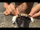 Seeking Food On The Beach (Crab)* / Survival Skills Primitive / 23.08.2017
