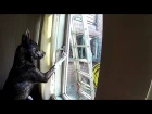 Un chien ouvre la fenêtre et s'enfuit de la maison