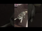Хаски прыгает на диване slow motion