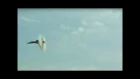 Breaking the sound barrier [Jets Sonic Boom Compilation] ✔