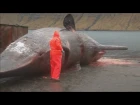 Exploding sperm whale carcass caught on camera in the Faroe Islands