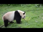 Kung Fu Panda in real life - Beauval - Huan Huan