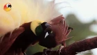 Большая райская птица / Greater bird-of-paradise  (лат. Paradisaea apoda) 