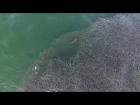 Aerial Footage Shows Sharks on a Feeding Frenzy in the Hamptons