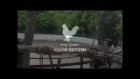 Angry stallion training by "Gallo Silvano" - Rooster vs Horse