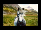The Nature || Icelandic Horses Music Video