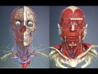 3D Анатомия человека - голова и шея. / 3D Anatomy human - head and neck.