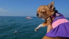 Чихуахуа Малина в Турции. Перелет с собакой на самолете. Путешествие собаки на море. Saphir Hotel