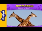 Meet the Animals 16: Giraffe | Level 2 | By Little Fox