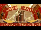 The hidden worlds within natural history museums - Joshua Drew