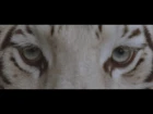 Our Last Night - "White Tiger" (OFFICIAL)