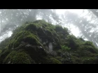 Calming Sound of Rain in Foggy Forest 