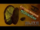 Elite Dangerous - Катушковидные моллюски