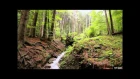 Carpathian Mountains Forest River - 1 Hour Relaxing - Full HD 1080p Nature and Forest Birds Sound