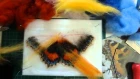 Needle Felting a Small Tortoiseshell Butterfly by Sophie Buckley (Making Needle Felted Animals)