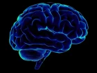 3D Анатомия человека - мозг. 3D Anatomy human - brain.