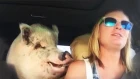 This Family Thought They Bought A Mini-Pig, But It Grew Up Into 250 Lb Travel Buddy