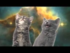 Space cat-Коты поют-Песня котиков.