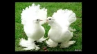 Петлюра голуби