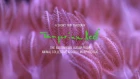 A Short Trip Through Tangerine Reef: The Audiovisual Album by Animal Collective & Coral Morphologic