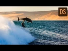 Дельфин прыгнул на серфера