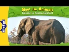 Meet the Animals 19: African Elephant | Level 2 | By Little Fox