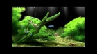 Dream Aquarium Virtual Fishtank #2