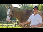 Mellow Johnny "Tex" Offered for Sale by Schramm Equestrian