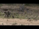 Watch & Listen: Elephants Protect Their Baby From Wild Dogs