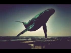 Flying whales - Летающие киты